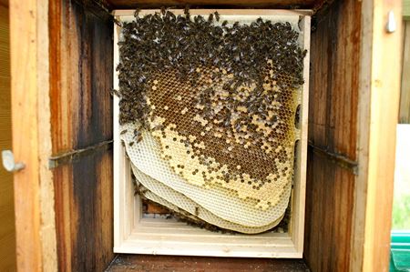 Bild für Kategorie Basiskurs naturnahe Bienenhaltung